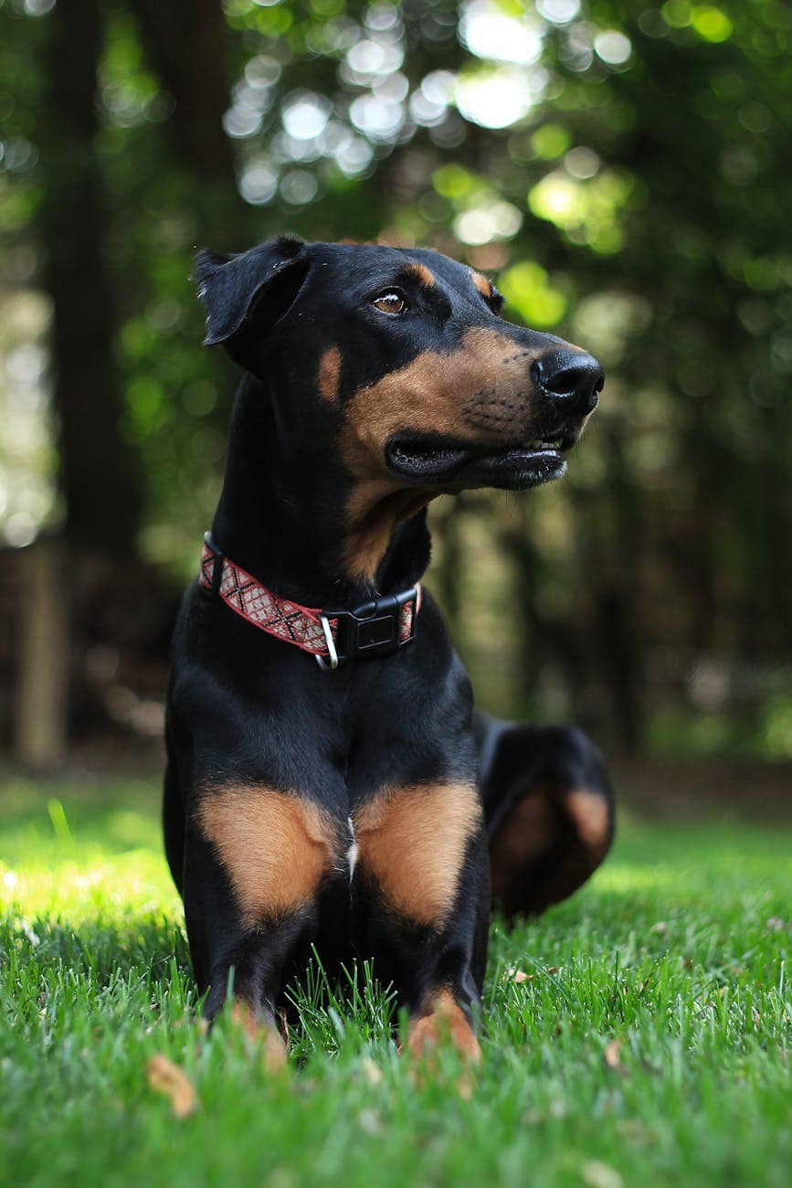 doberman pinscher prone lying on grass